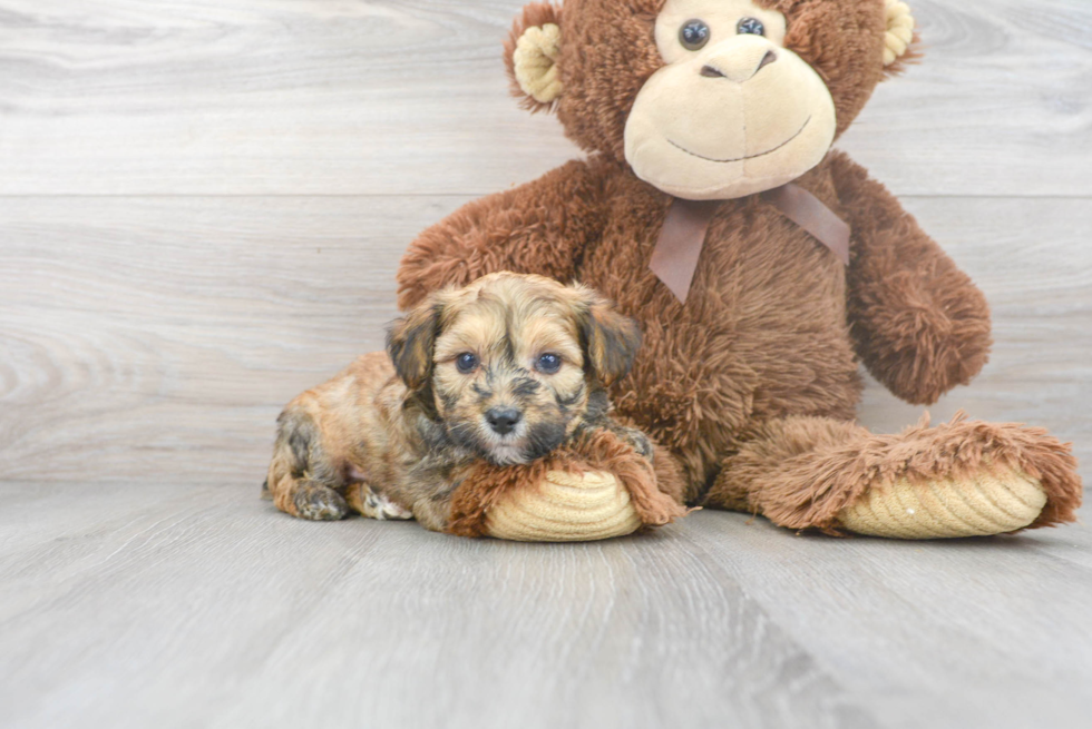 Best Mini Aussiedoodle Baby