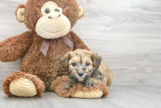 Petite Mini Aussiedoodle Poodle Mix Pup