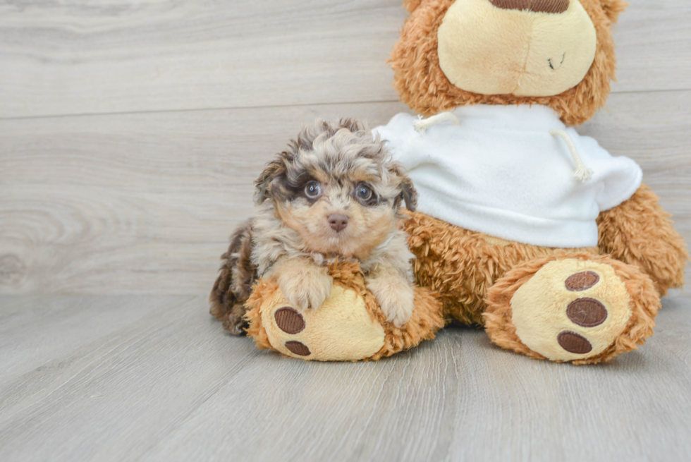Mini Aussiedoodle Pup Being Cute