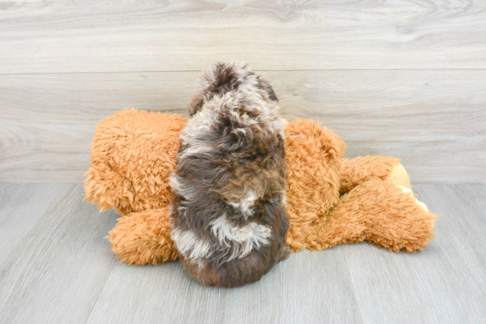 Little Aussiepoo Poodle Mix Puppy