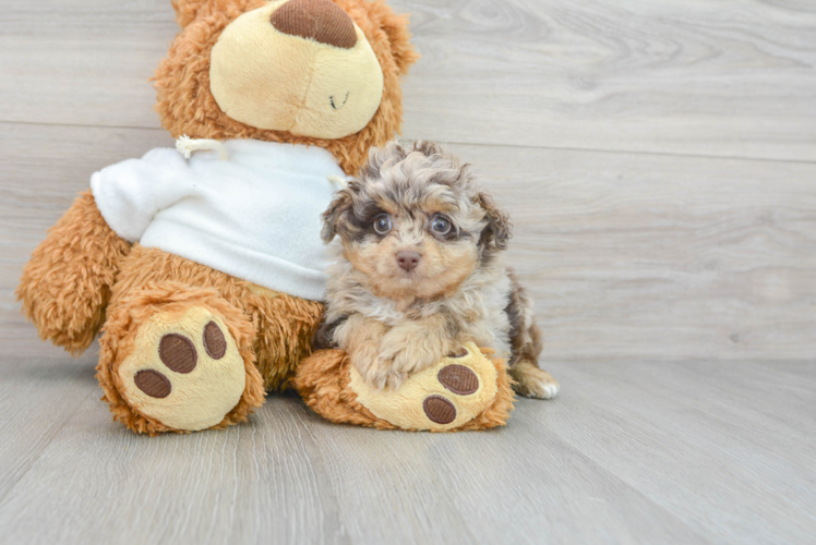 Smart Mini Aussiedoodle Poodle Mix Pup