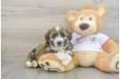 Mini Aussiedoodle Puppy for Adoption