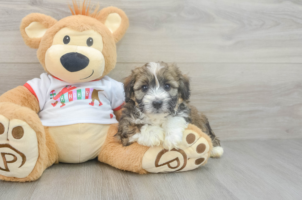 5 week old Mini Aussiedoodle Puppy For Sale - Premier Pups