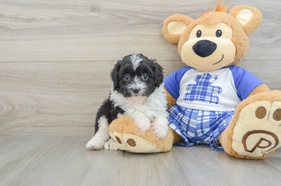 7 week old Mini Aussiedoodle Puppy For Sale - Premier Pups