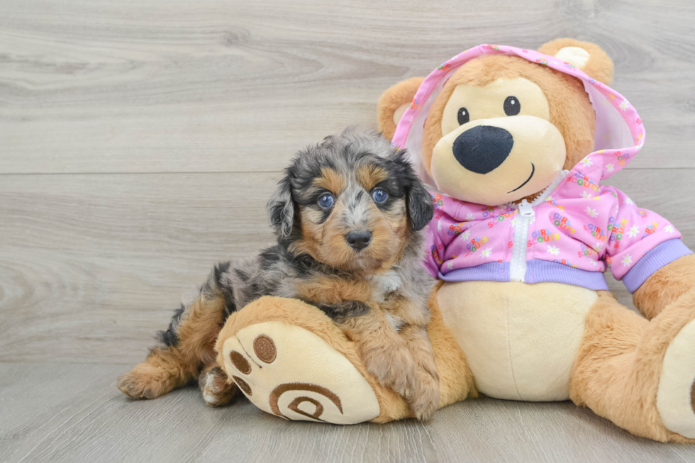 Energetic Aussie Poo Poodle Mix Puppy