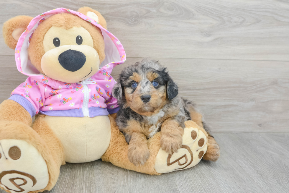 Smart Mini Aussiedoodle Poodle Mix Pup