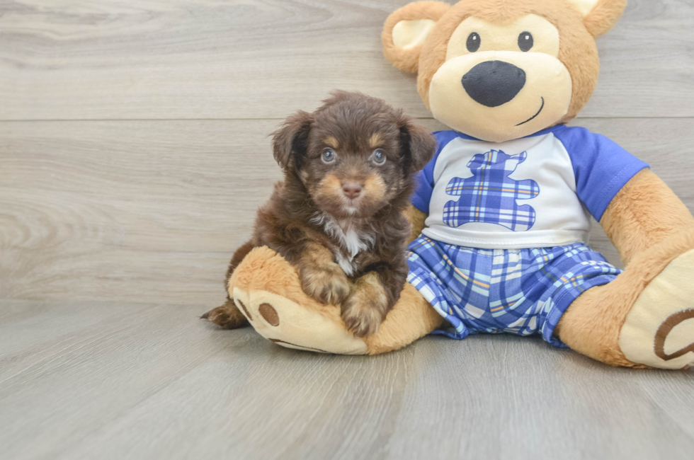 6 week old Mini Aussiedoodle Puppy For Sale - Premier Pups