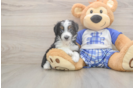 Adorable Mini Australian Shepherd X Poodle Mix Poodle Mix Puppy