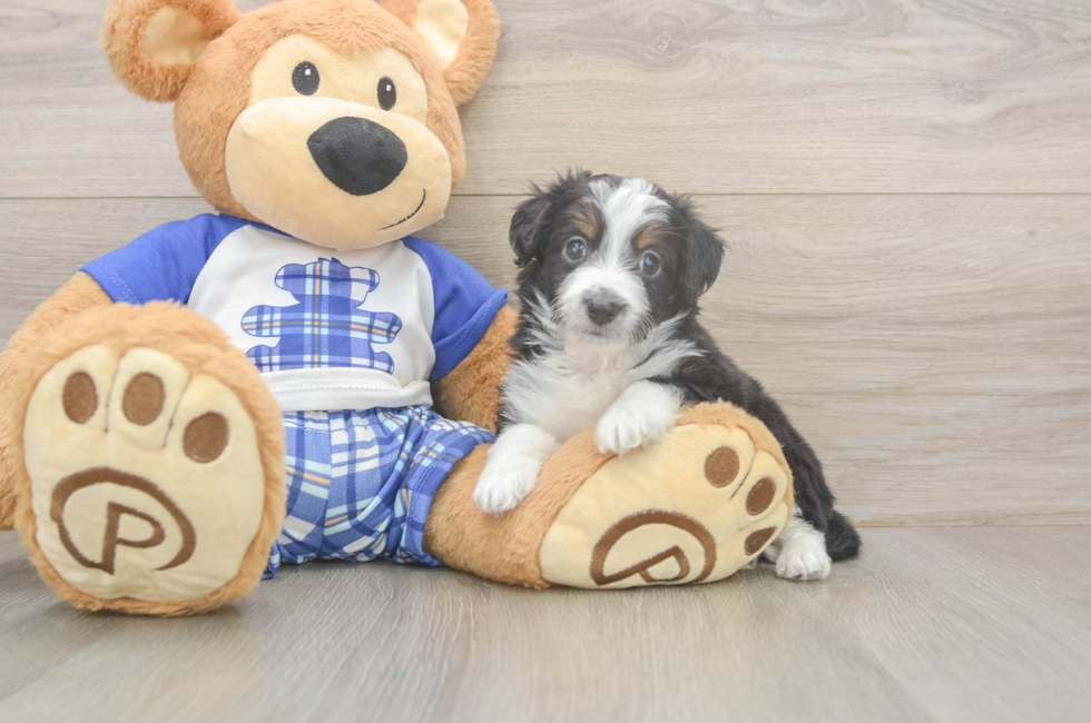 5 week old Mini Aussiedoodle Puppy For Sale - Premier Pups