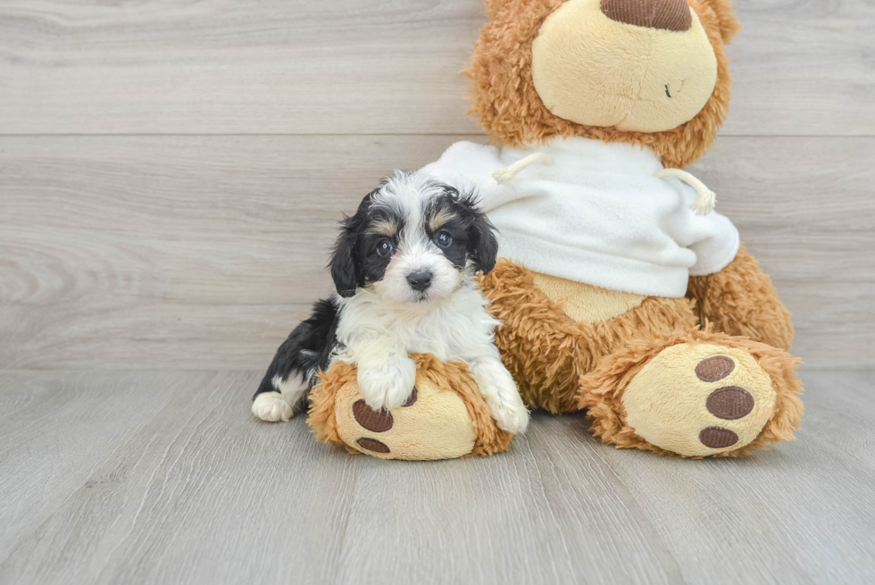 Little Aussiepoo Poodle Mix Puppy