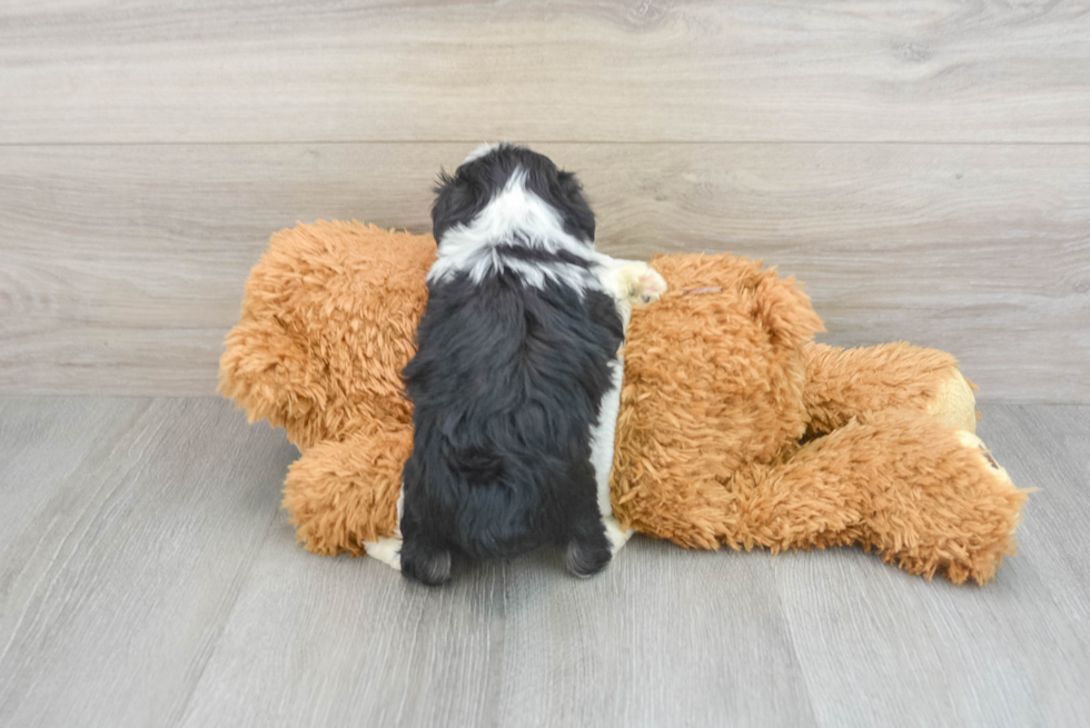 Little Aussiepoo Poodle Mix Puppy