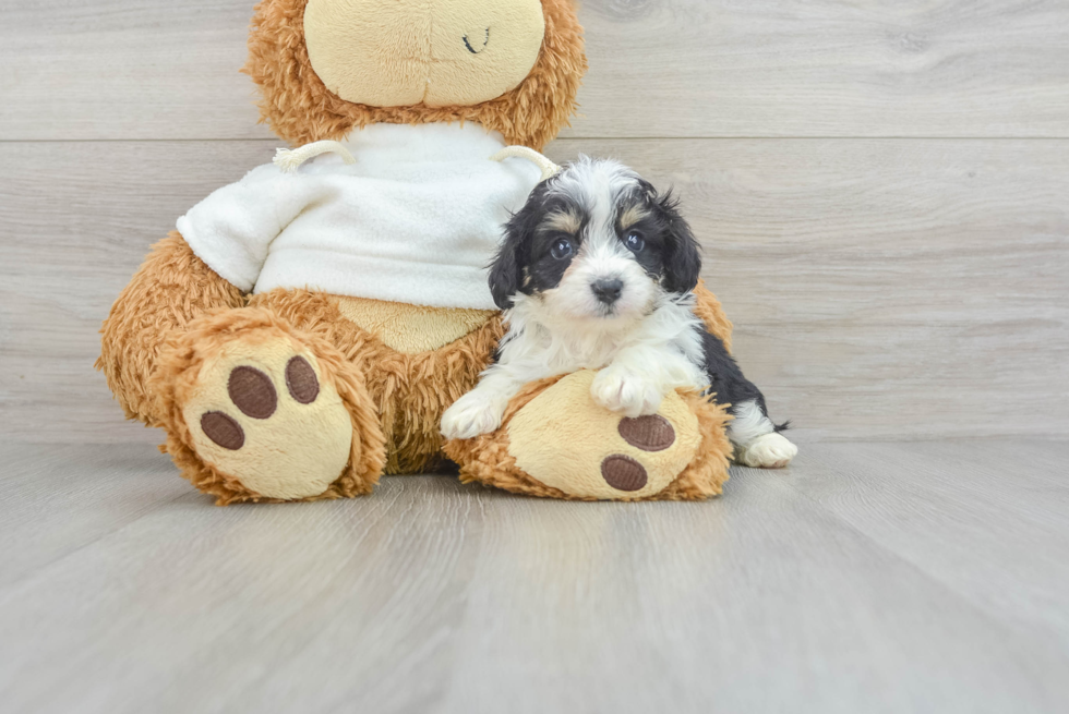 Best Mini Aussiedoodle Baby