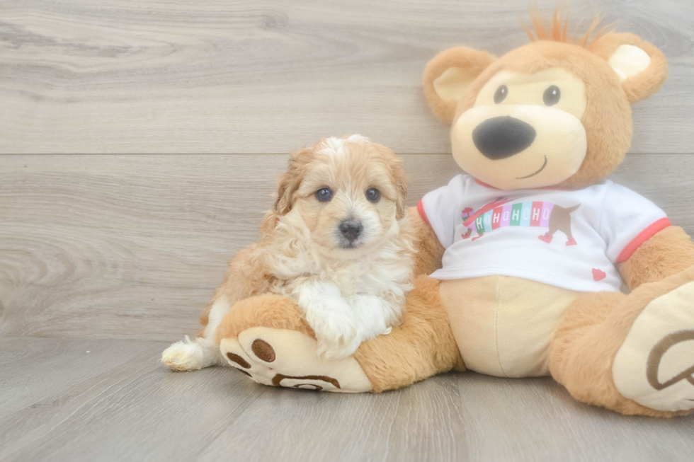 Petite Mini Aussiedoodle Poodle Mix Pup