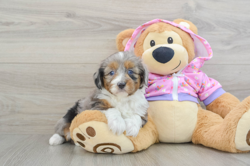 6 week old Mini Aussiedoodle Puppy For Sale - Premier Pups