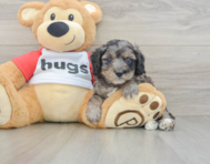 8 week old Mini Aussiedoodle Puppy For Sale - Premier Pups
