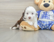 8 week old Mini Aussiedoodle Puppy For Sale - Premier Pups