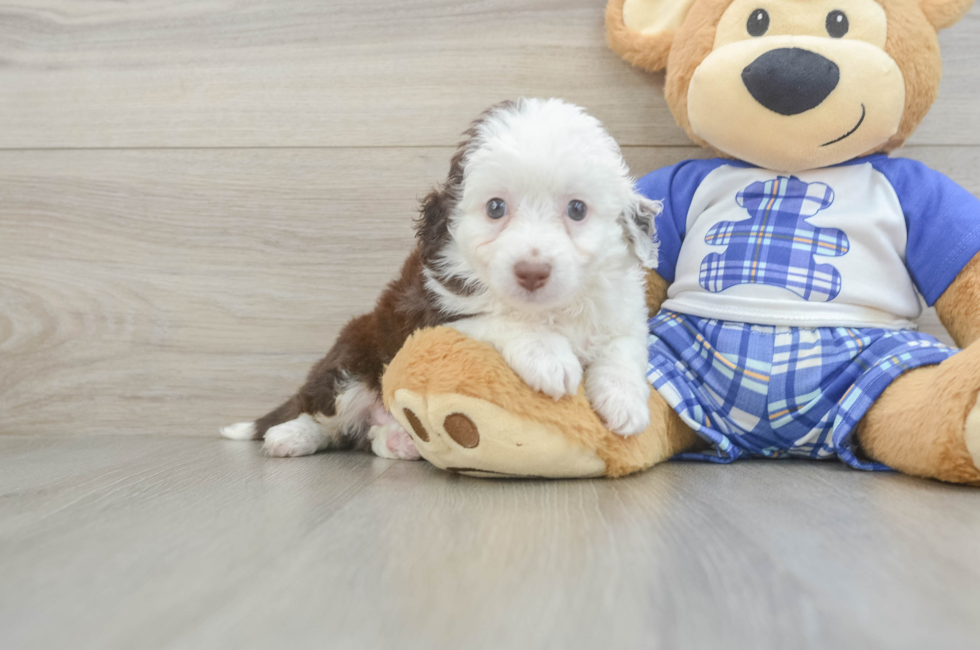 6 week old Mini Aussiedoodle Puppy For Sale - Premier Pups