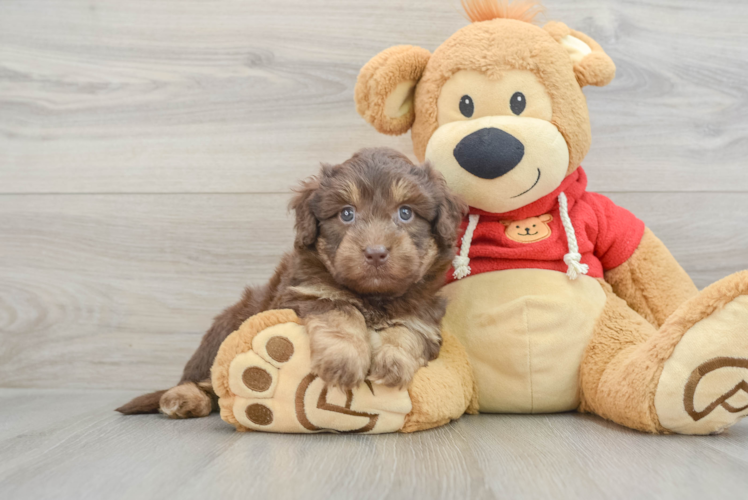 Mini Aussiedoodle Puppy for Adoption