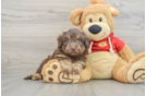 Mini Aussiedoodle Puppy for Adoption