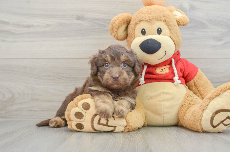 8 week old Mini Aussiedoodle Puppy For Sale - Premier Pups