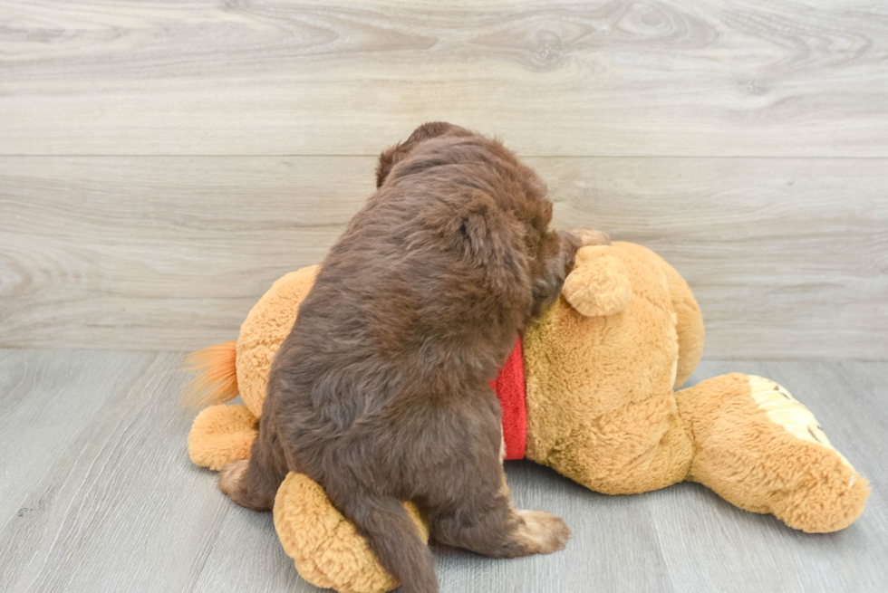 Mini Aussiedoodle Pup Being Cute