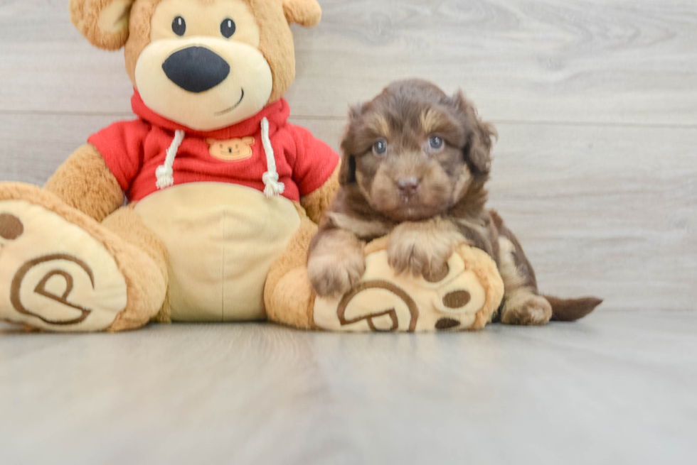 Mini Aussiedoodle Pup Being Cute