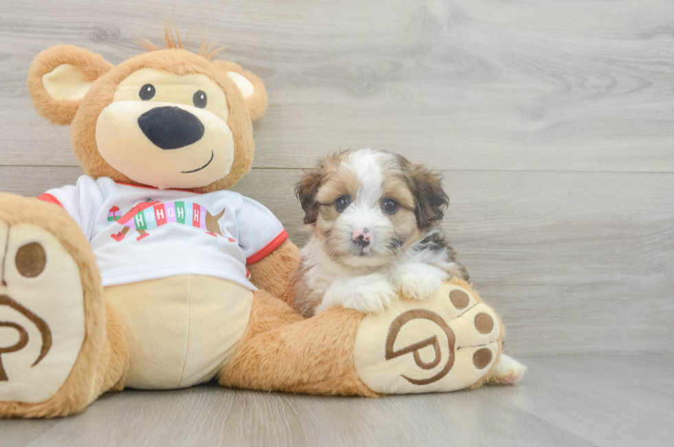 5 week old Mini Aussiedoodle Puppy For Sale - Premier Pups