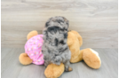 Smart Mini Aussiedoodle Poodle Mix Pup