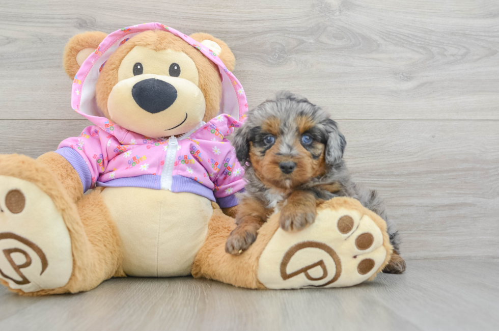 5 week old Mini Aussiedoodle Puppy For Sale - Premier Pups