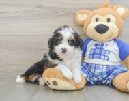 8 week old Mini Aussiedoodle Puppy For Sale - Premier Pups