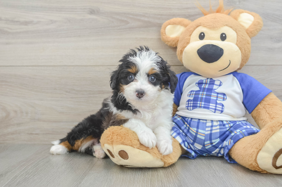 6 week old Mini Aussiedoodle Puppy For Sale - Premier Pups