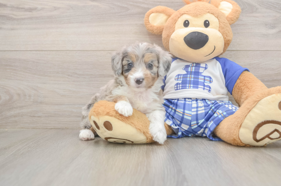 5 week old Mini Aussiedoodle Puppy For Sale - Premier Pups
