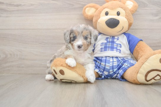 Mini Aussiedoodle Puppy for Adoption