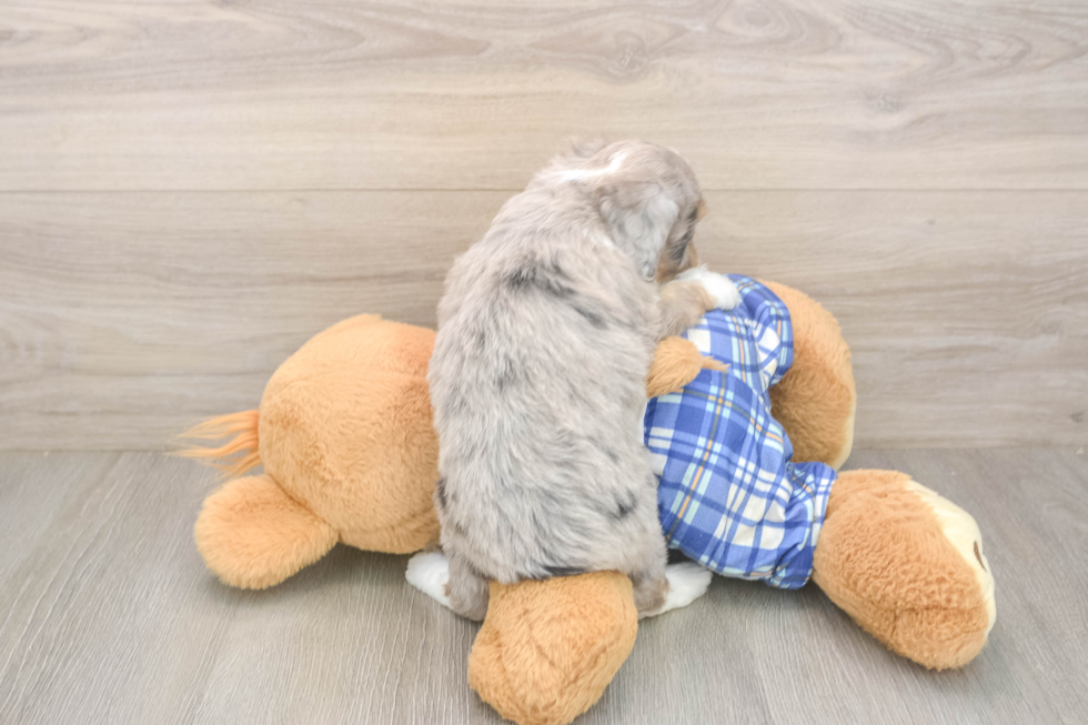 Playful Mini Aussiepoodle Poodle Mix Puppy