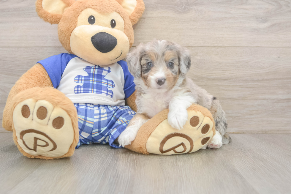 Mini Aussiedoodle Puppy for Adoption