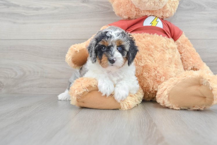 Energetic Aussiepoo Poodle Mix Puppy
