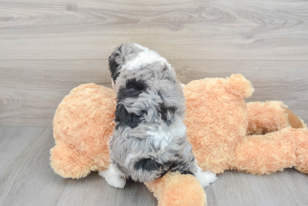 Adorable Aussiepoo Poodle Mix Puppy