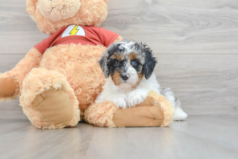 Hypoallergenic Aussiepoo Poodle Mix Puppy