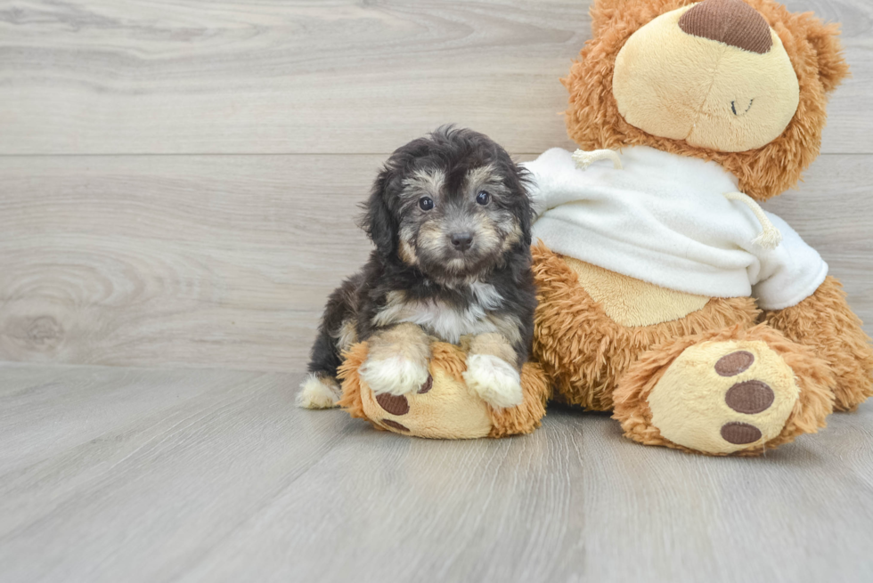 Funny Mini Aussiedoodle Poodle Mix Pup