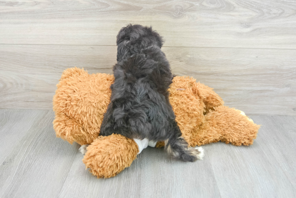 Sweet Mini Aussiedoodle Baby