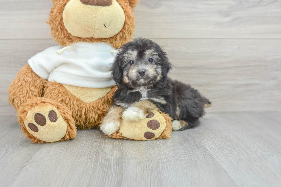 Mini Aussiedoodle Pup Being Cute