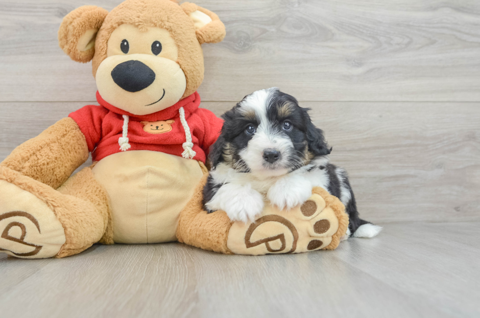 7 week old Mini Aussiedoodle Puppy For Sale - Premier Pups