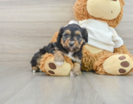 7 week old Mini Aussiedoodle Puppy For Sale - Premier Pups