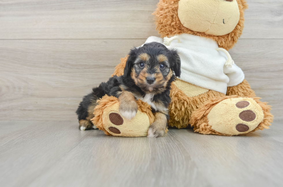 6 week old Mini Aussiedoodle Puppy For Sale - Premier Pups