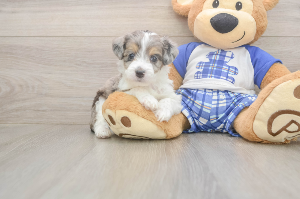 5 week old Mini Aussiedoodle Puppy For Sale - Premier Pups