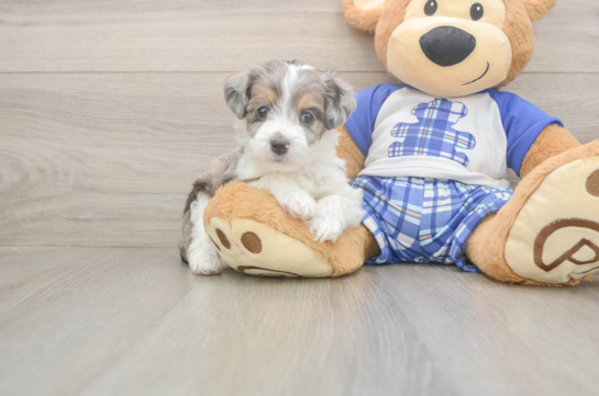 Best Mini Aussiedoodle Baby