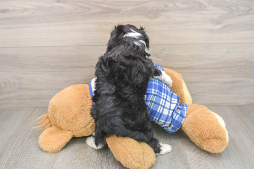 Mini Aussiedoodle Puppy for Adoption