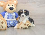 8 week old Mini Aussiedoodle Puppy For Sale - Premier Pups