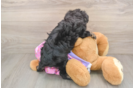 Adorable Mini Australian Shepherd X Poodle Mix Poodle Mix Puppy