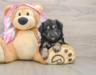 6 week old Mini Aussiedoodle Puppy For Sale - Premier Pups